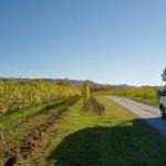 Tra i vigneti delle Langhe